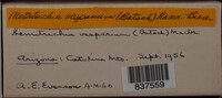 Image Associated With the Occurence